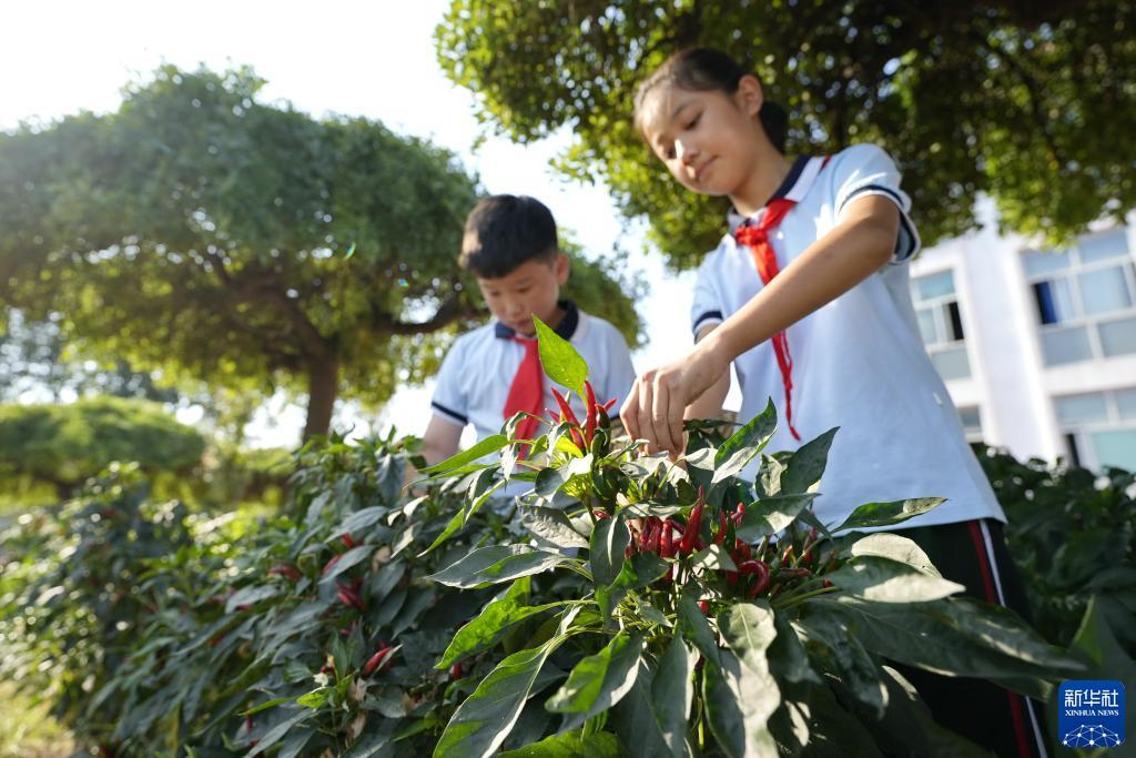 全民金花单机版